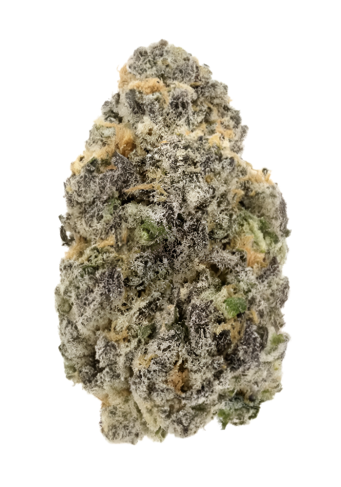 Bolinas - Indoor Organic Living Soil Cannabis Jars (28g)