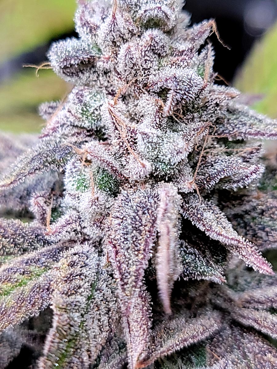 Candy Hearts - Indoor Organic Living Soil Cannabis