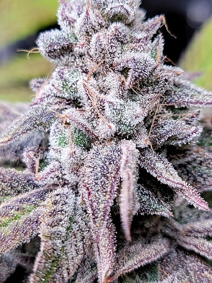Candy Hearts - Indoor Organic Living Soil Cannabis