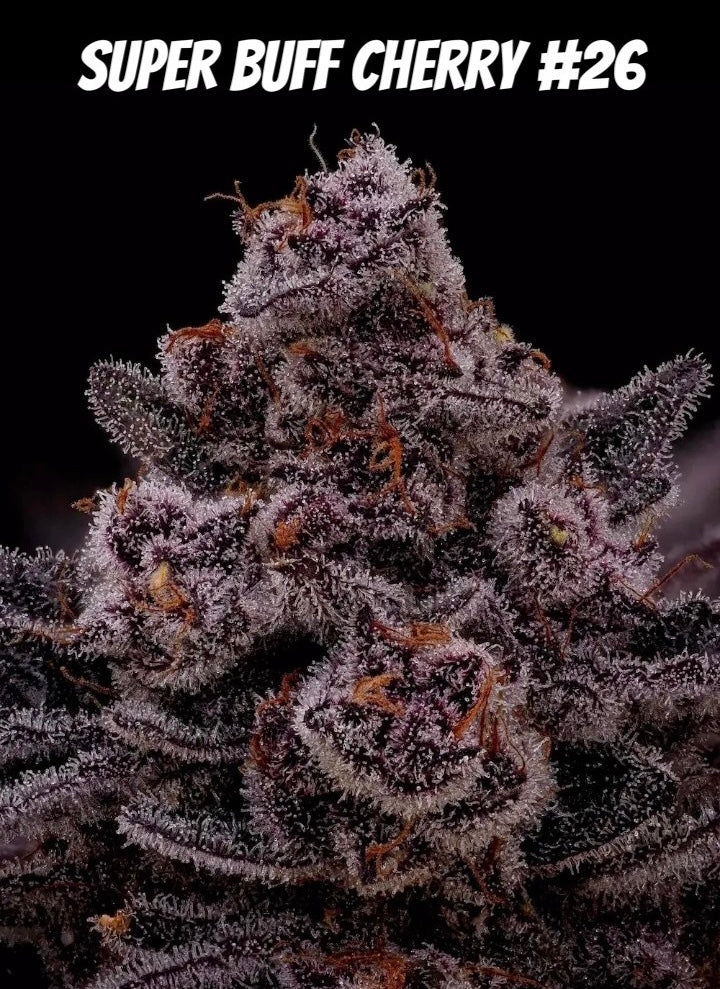Face Melt - Super Buff Cherry #26 Indoor Organic Living Soil Cannabis Jars
