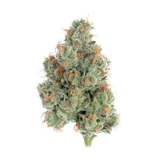 Face Melt - Sugar Shack Indoor Organic Living Soil Cannabis Jars (28g)
