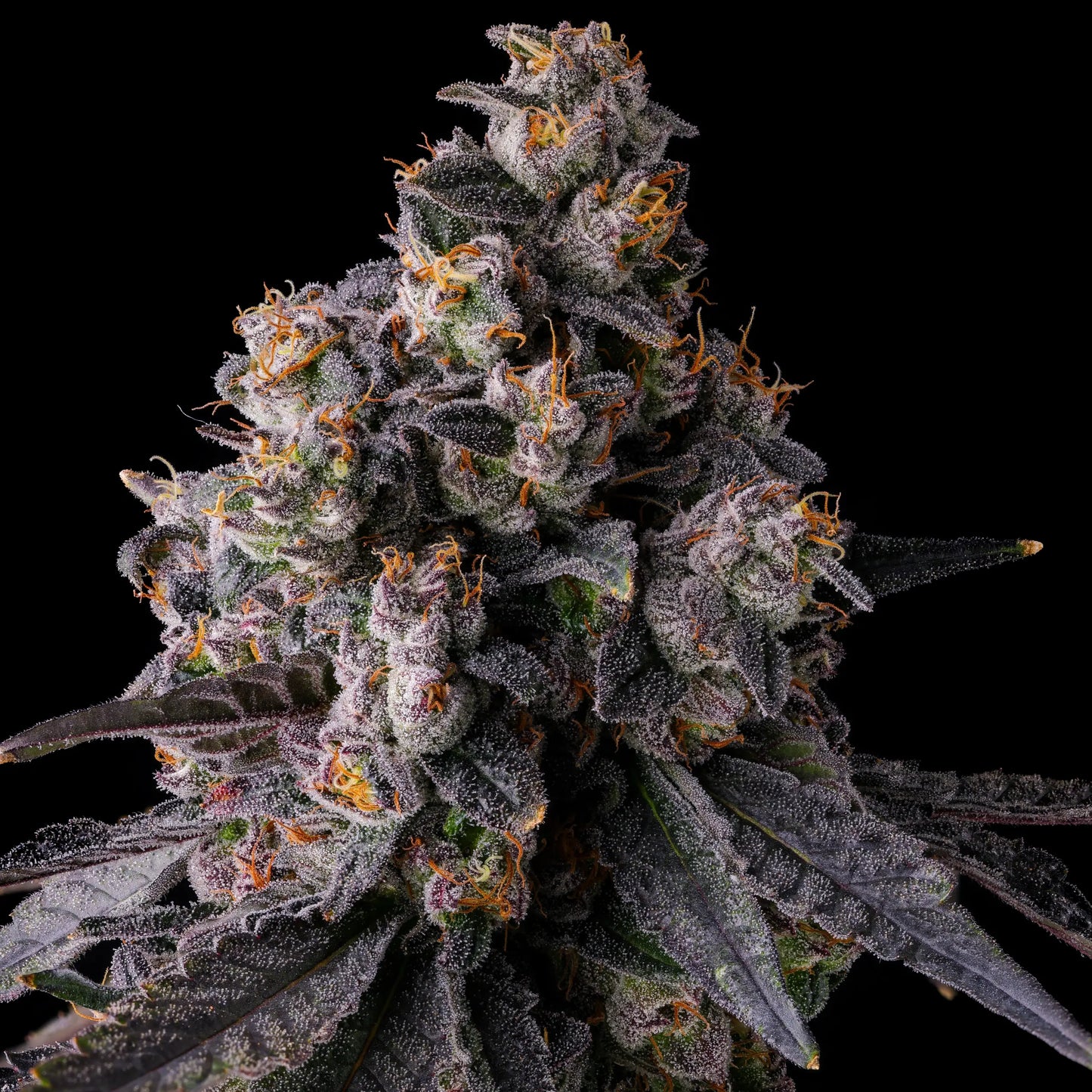 Face Melt - Rainbow Guava Indoor Organic Living Soil Cannabis Jars