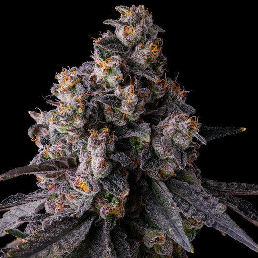 Face Melt - Rainbow Guava Indoor Organic Living Soil Cannabis Jars