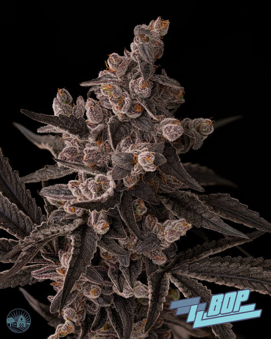 Face Melt - ZZ Bop Indoor Organic Living Soil Cannabis Jars
