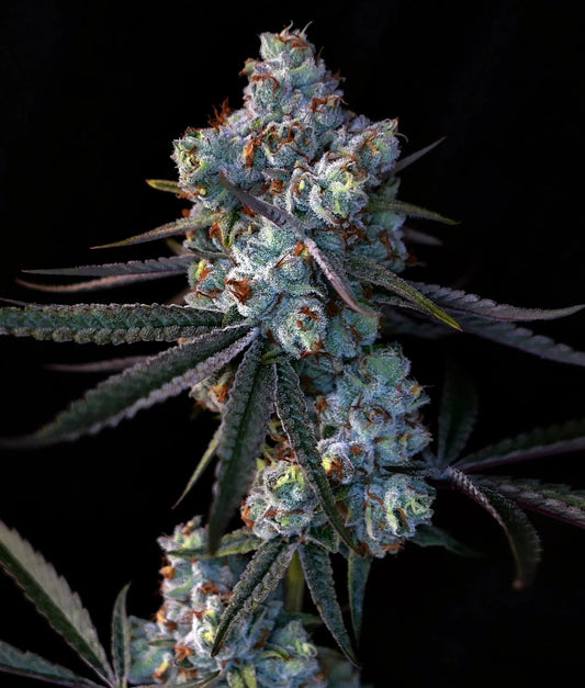 Canal St Runtz - Indoor Organic Living Soil Cannabis Jars (28g)