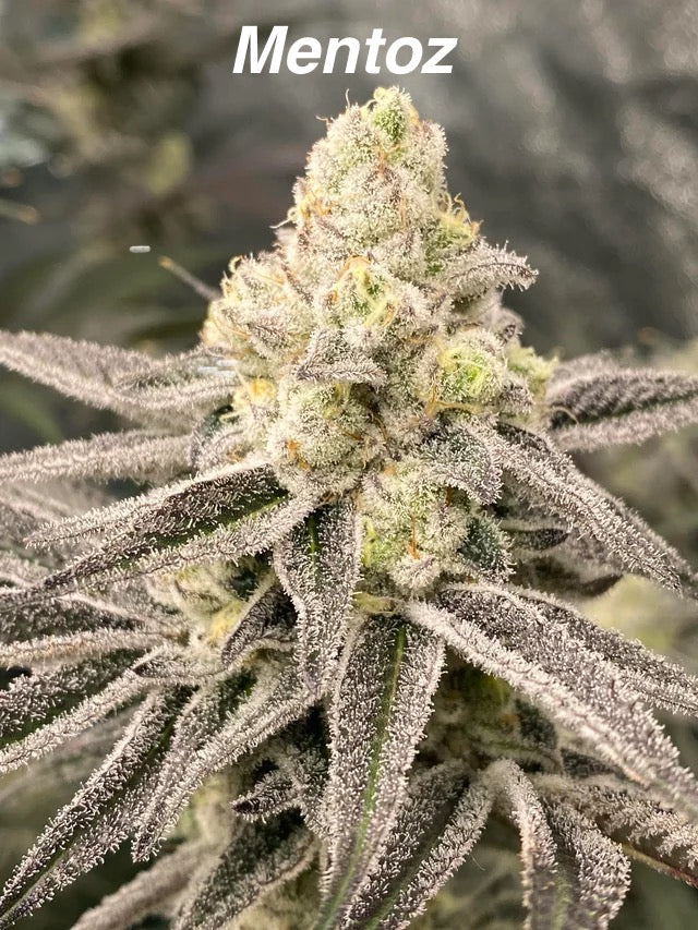 Zero Gravity Exotics - Premium Cannabis Jars (7g)