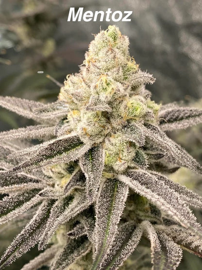 Zero Gravity Exotics - Premium Cannabis Jars (7g)