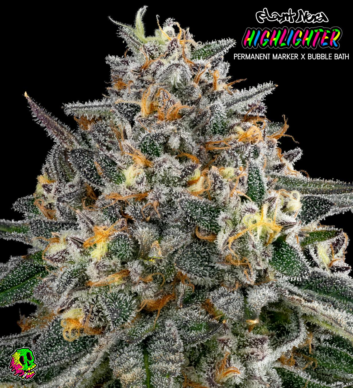 Face Melt - Highlighter Indoor Organic Living Soil Cannabis Jars (28g)