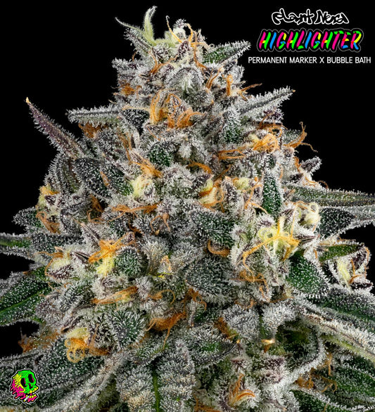 Face Melt - Highlighter Indoor Organic Living Soil Cannabis Jars (28g)