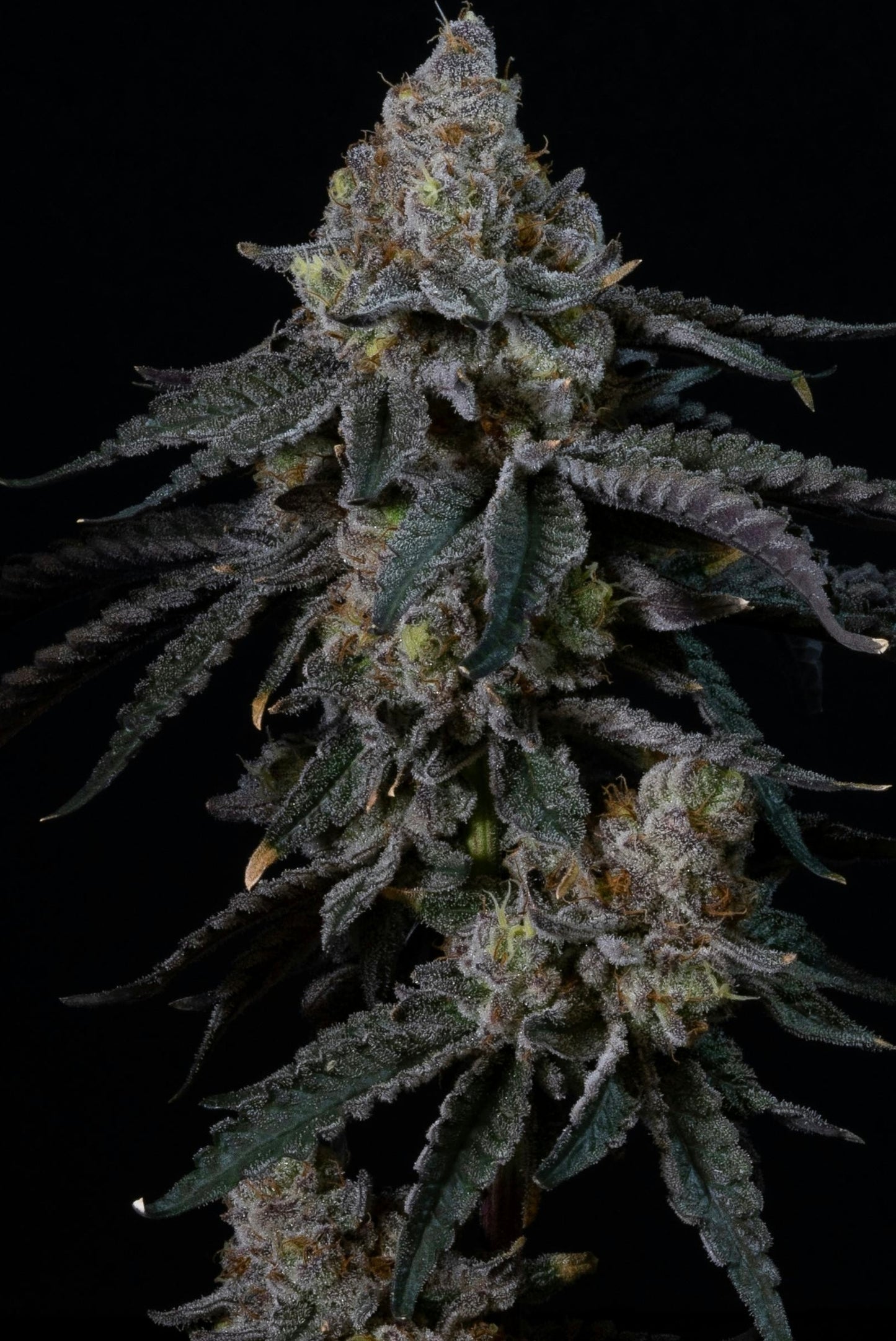 Face Melt - Pablo’s Driver Indoor Organic Living Soil Cannabis Jars