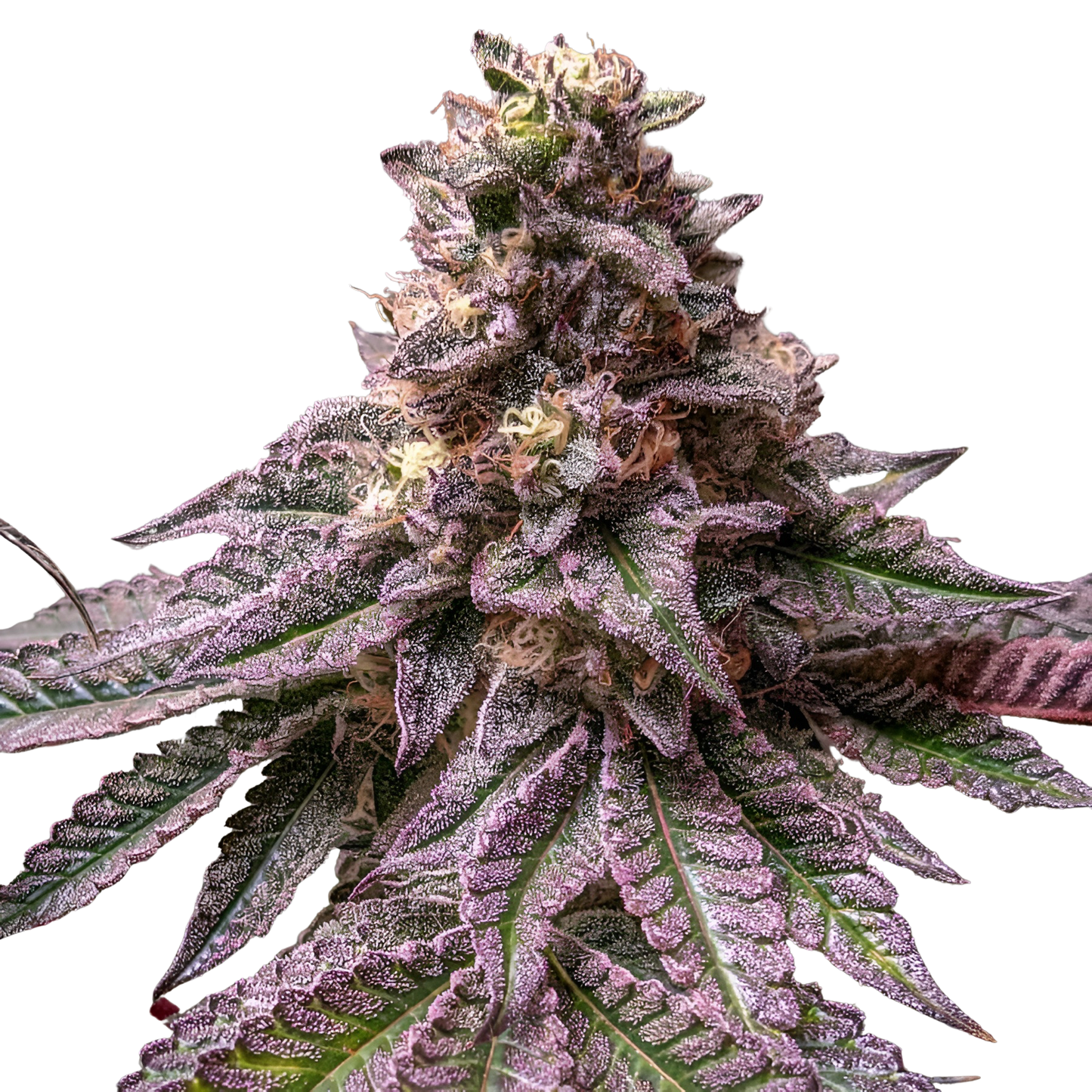 Lava Cake - Indoor Organic Living Soil Cannabis Jars (28g)