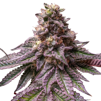 Lava Cake - Indoor Organic Living Soil Cannabis Jars (28g)
