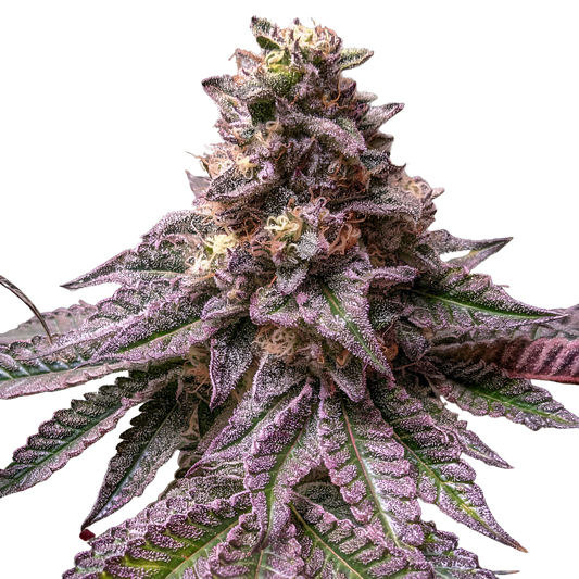 Lava Cake - Indoor Organic Living Soil Cannabis Jars (28g)