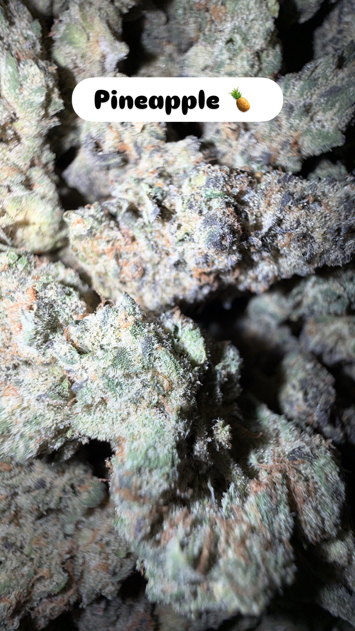 HeadyTerpPusher - Premium Cannabis Jars (7g)