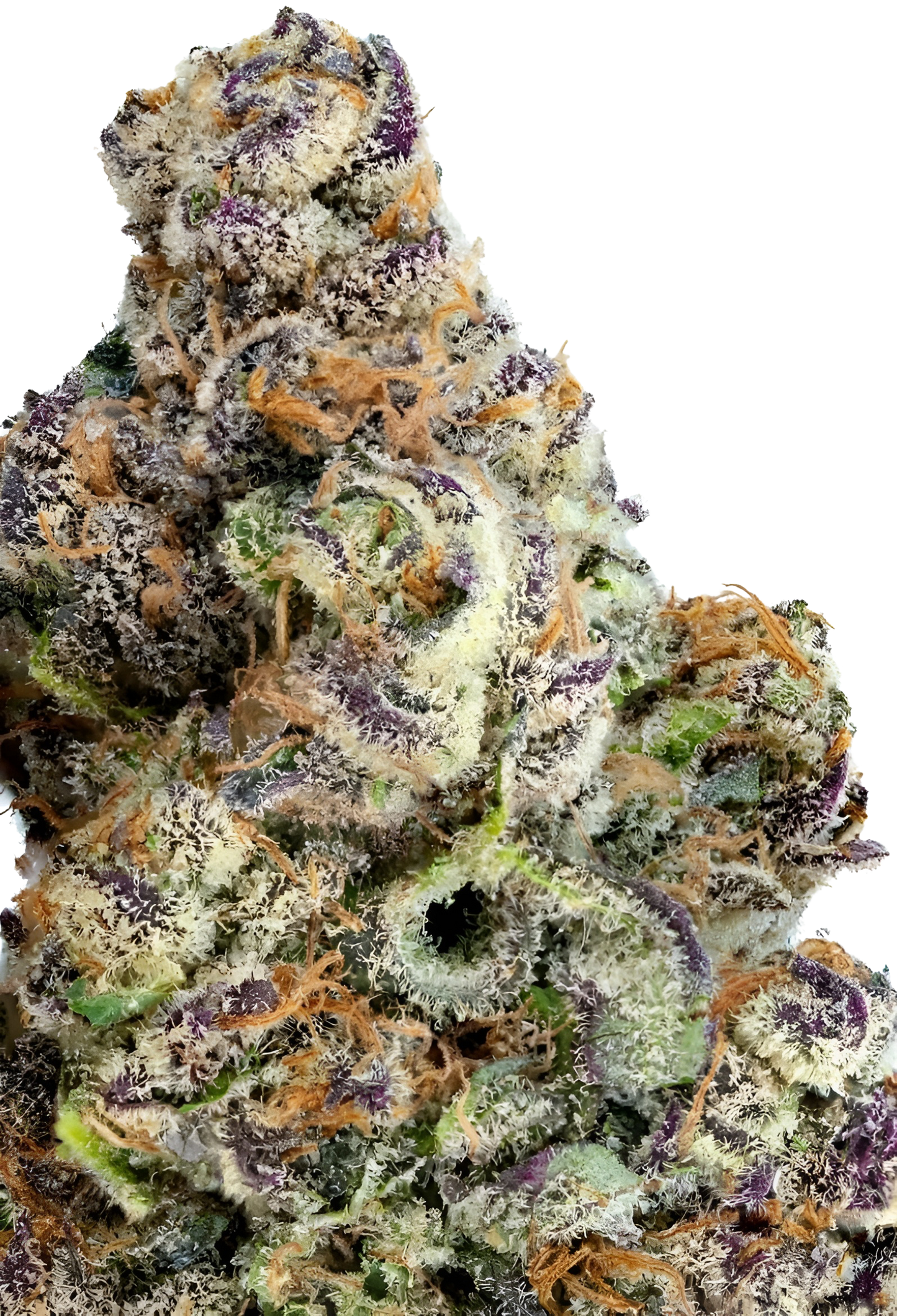 Lava Cake - Indoor Organic Living Soil Cannabis Jars (28g)