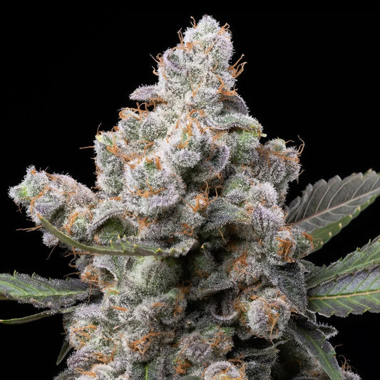 HeadyTerpPusher - F9 Truffle Indoor Organic Living Soil Cannabis