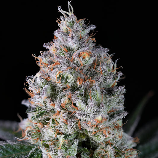 Strawberry Guava - Indoor Organic Living Soil Cannabis Jars