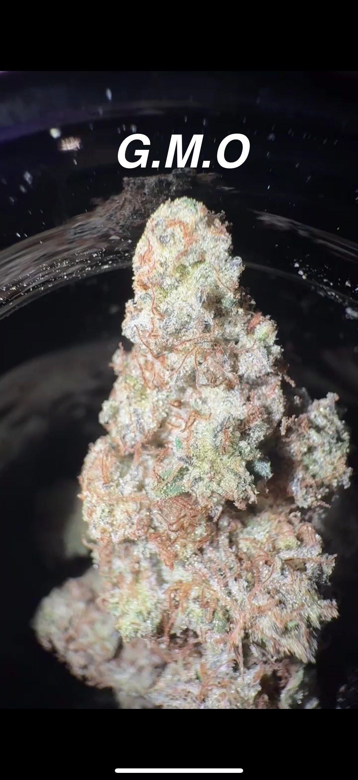 Terp Monster Genetics x Palm Trees LA - Premium Cannabis Jars (7g)