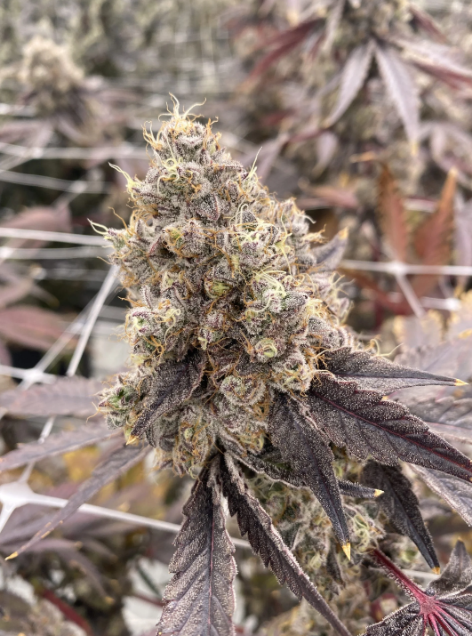 Face Melt - Deep Fried Ice Cream Indoor Organic Living Soil Cannabis Jars (Pre Order)