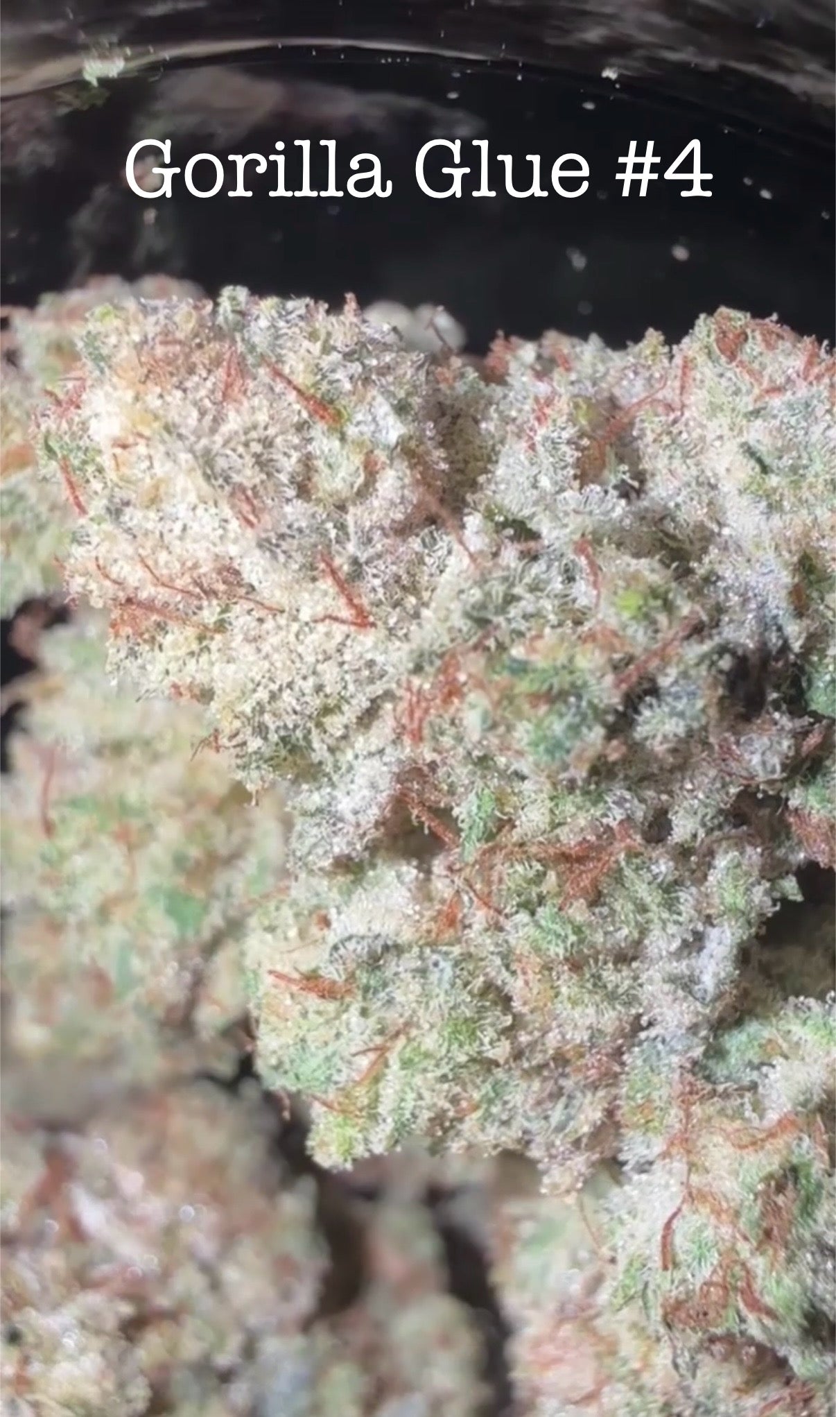 Terp Monster Genetics x Palm Trees LA - Premium Cannabis Jars (7g)