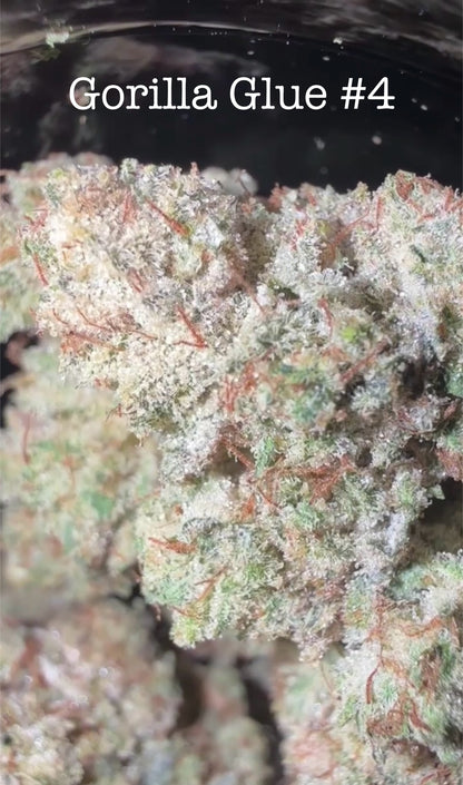 Terp Monster Genetics x Palm Trees LA - Premium Cannabis Jars (7g)