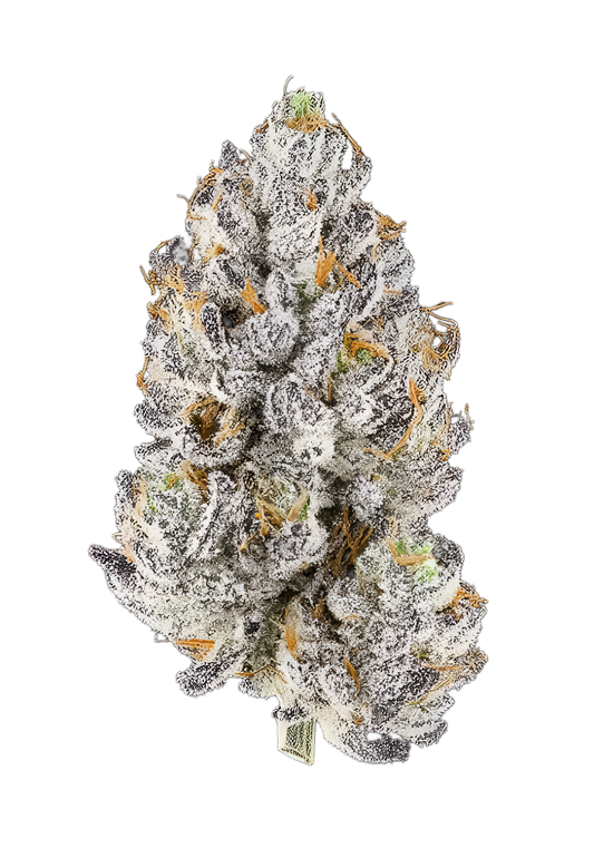 Gastopia - Indoor Organic Living Soil Cannabis Jars (28g)