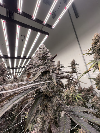 Heroes Of The Farm - Blueberry Sugar