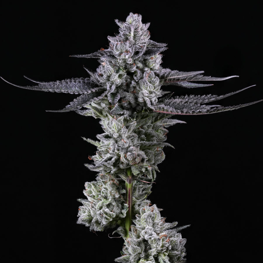 Face Melt - Jokerz Indoor Organic Living Soil Cannabis Jars