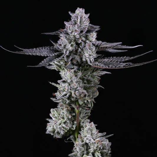 Face Melt - Jokerz Indoor Organic Living Soil Cannabis Jars