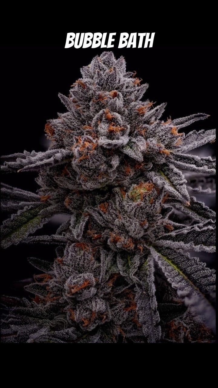 Face Melt - Bubble Bath Indoor Organic Living Soil Cannabis Jars
