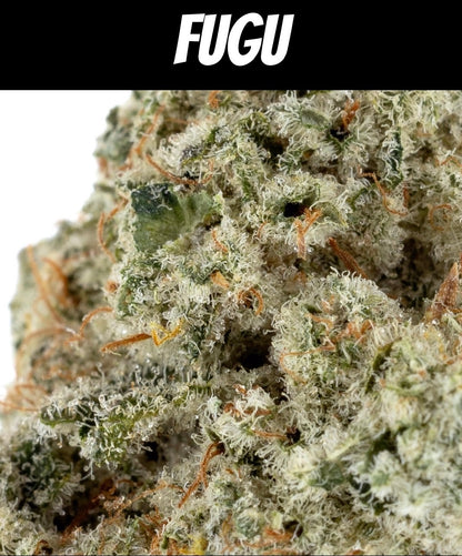 Face Melt - Fugu Indoor Organic Living Soil Cannabis Jars