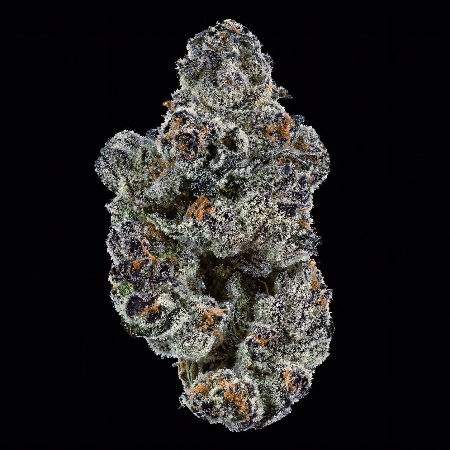 Maine Trees - Blue Lobster 🔵🦞