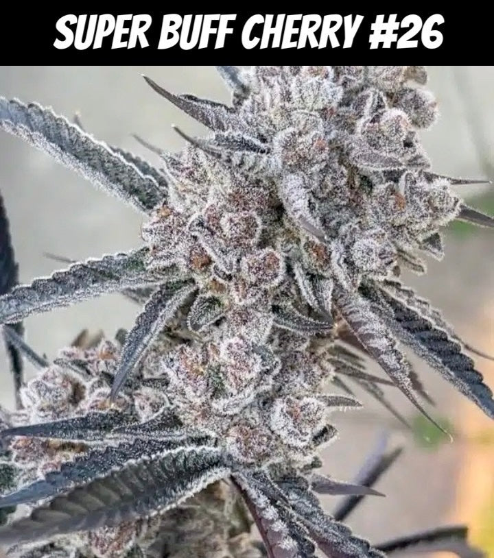 Face Melt - Super Buff Cherry #26 Indoor Organic Living Soil Cannabis Jars
