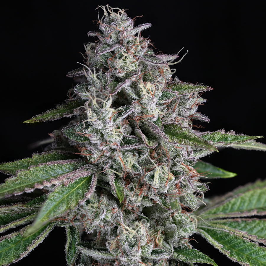 Strawberry Guava - Indoor Organic Living Soil Cannabis Jars
