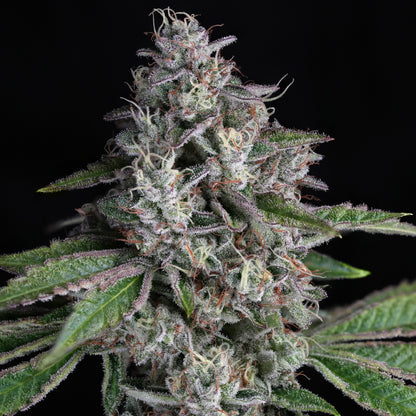Strawberry Guava - Indoor Organic Living Soil Cannabis Jars