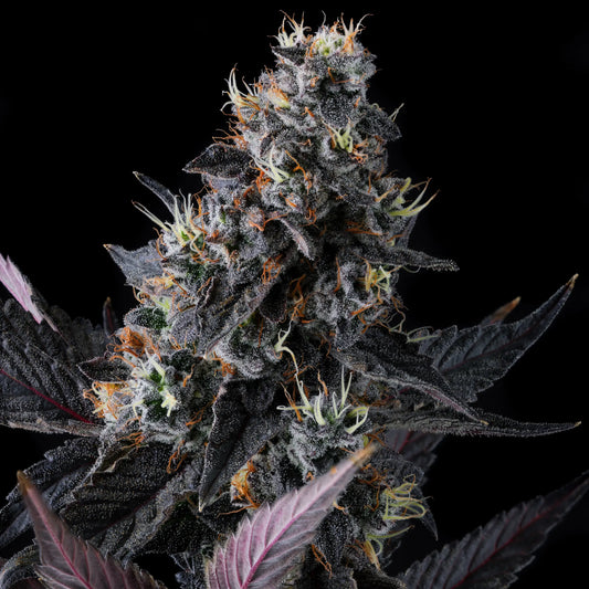 Face Melt - Giggin Grapes Indoor Organic Living Soil Cannabis Jars