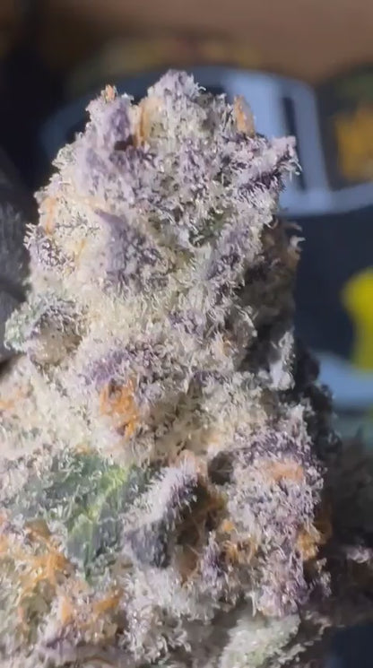 Maine Trees - Blue Lobster 🔵🦞