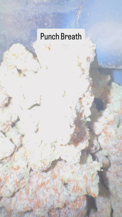 HeadyTerpPusher - Premium Cannabis Jars (7g)