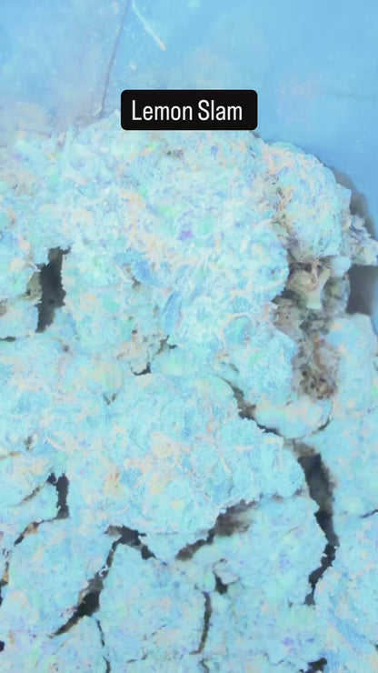 HeadyTerpPusher - Premium Cannabis Jars (7g)