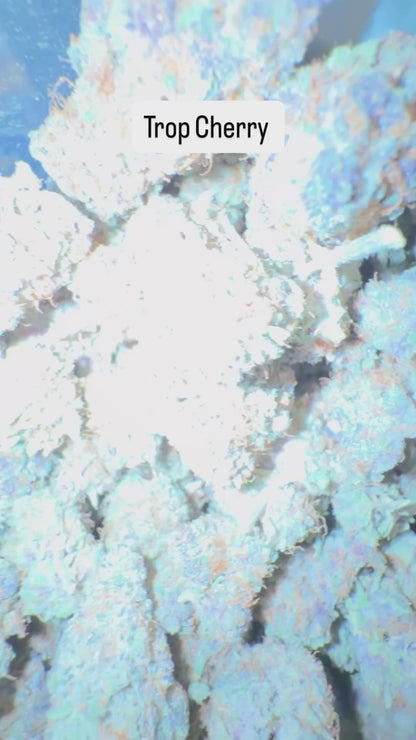 HeadyTerpPusher - Premium Cannabis Jars (7g)