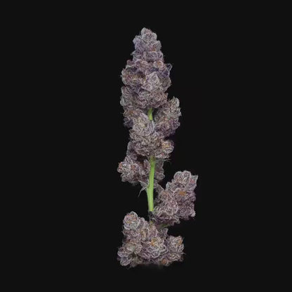 Uplift x Essential  - Premium Cannabis Jars (7g)